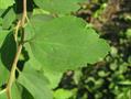 Spirea crenata